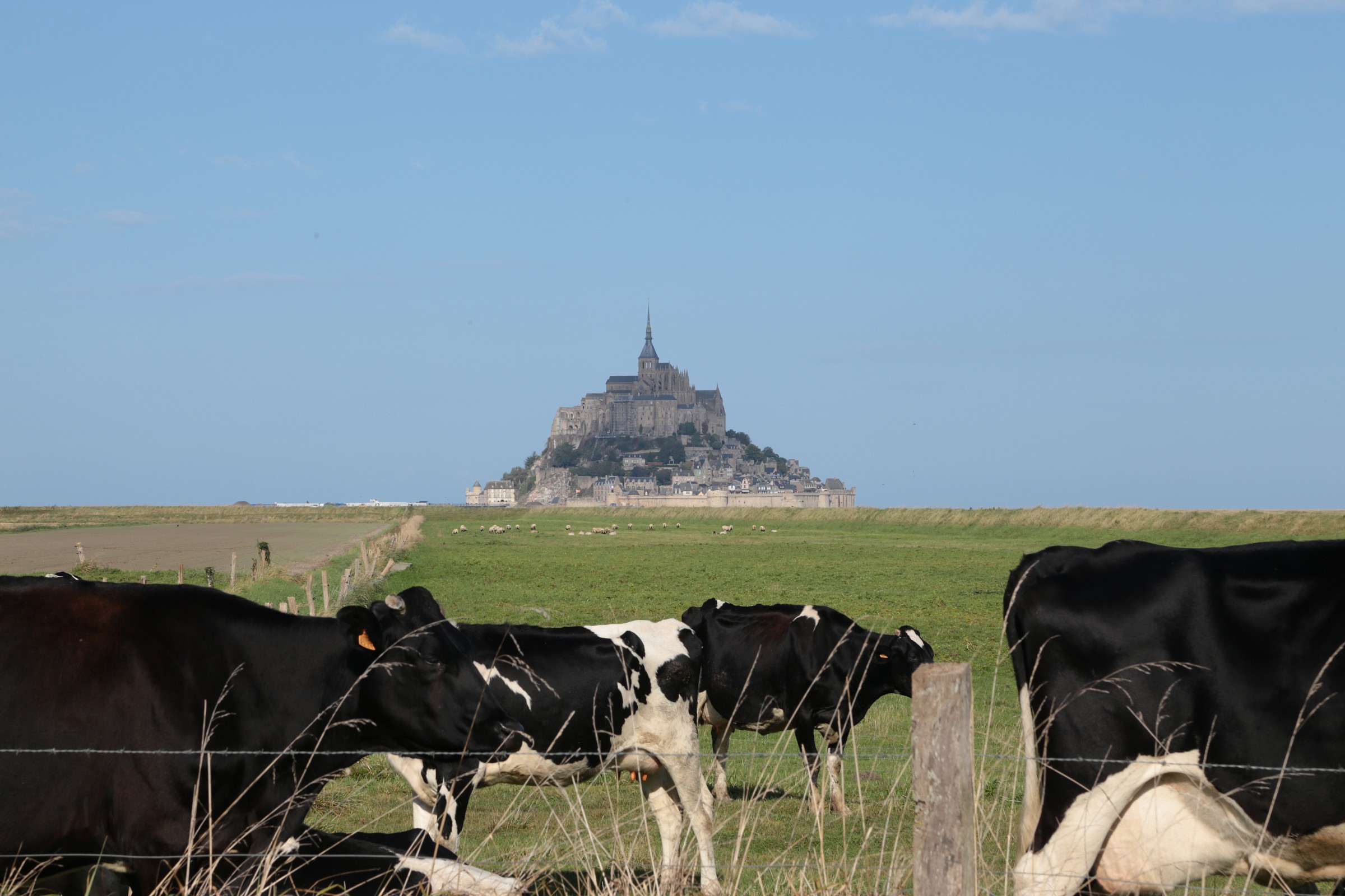 mont saint-michel seen from the fauna