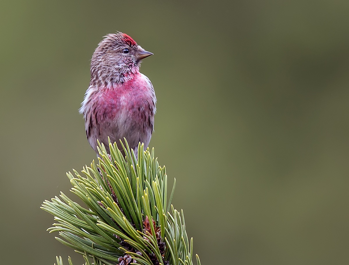 Redpoll male