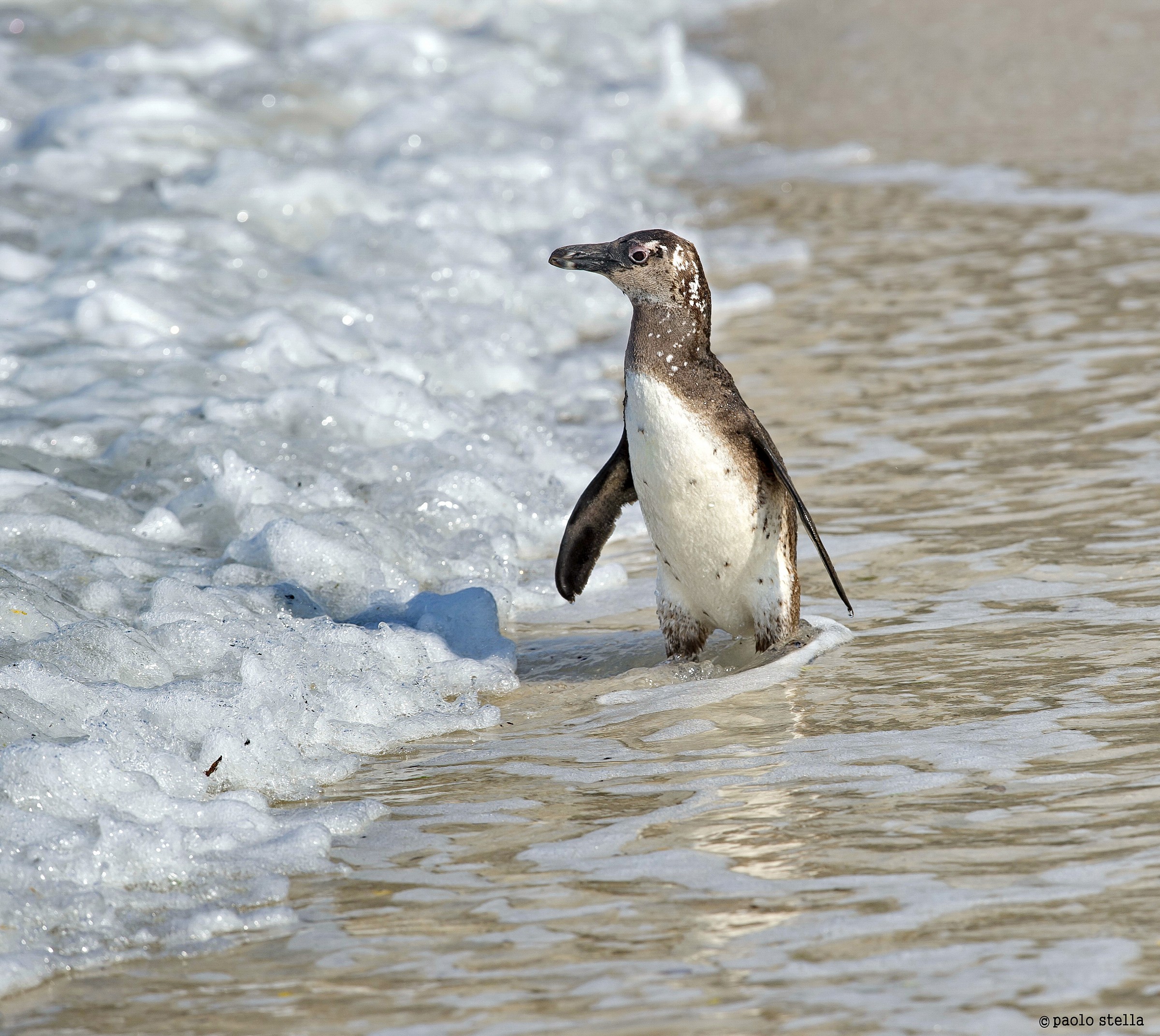 Cape Penguin (Spheniscus demersus)