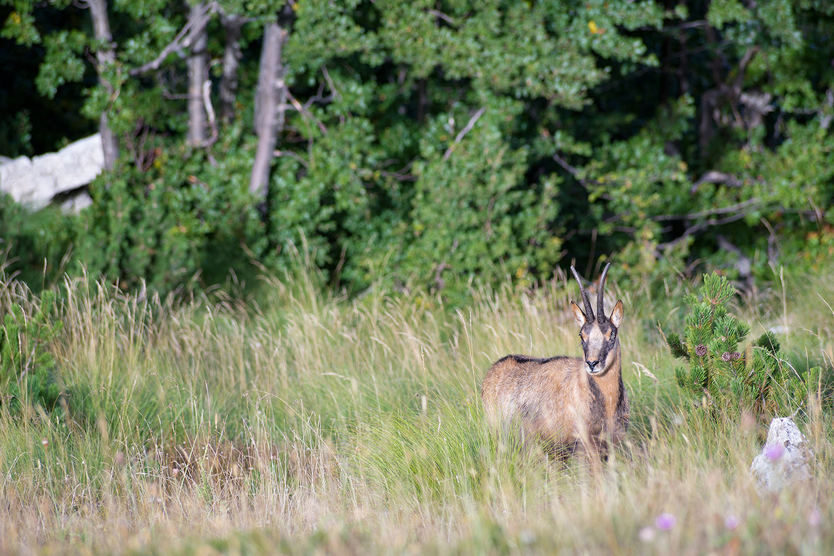 Rupicapra pyrenaica ornata