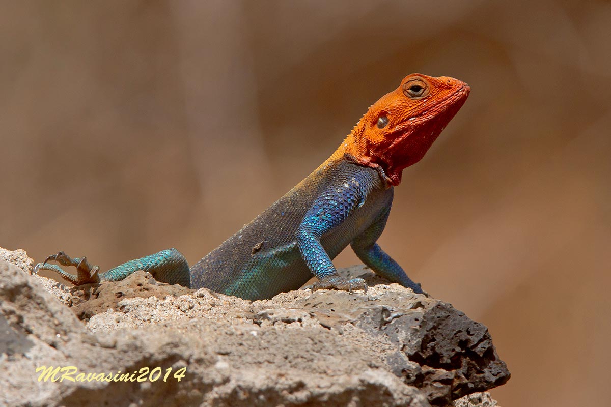 Agama Lizard