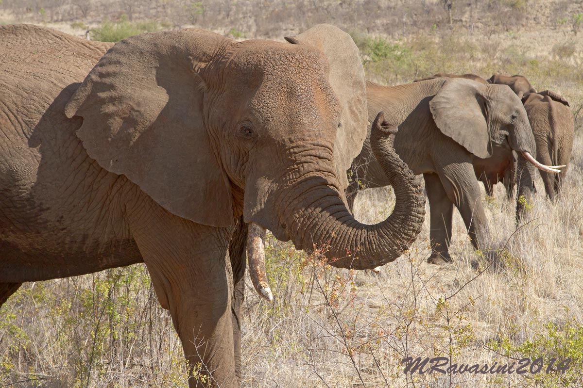 The chief of the herd smelling us
