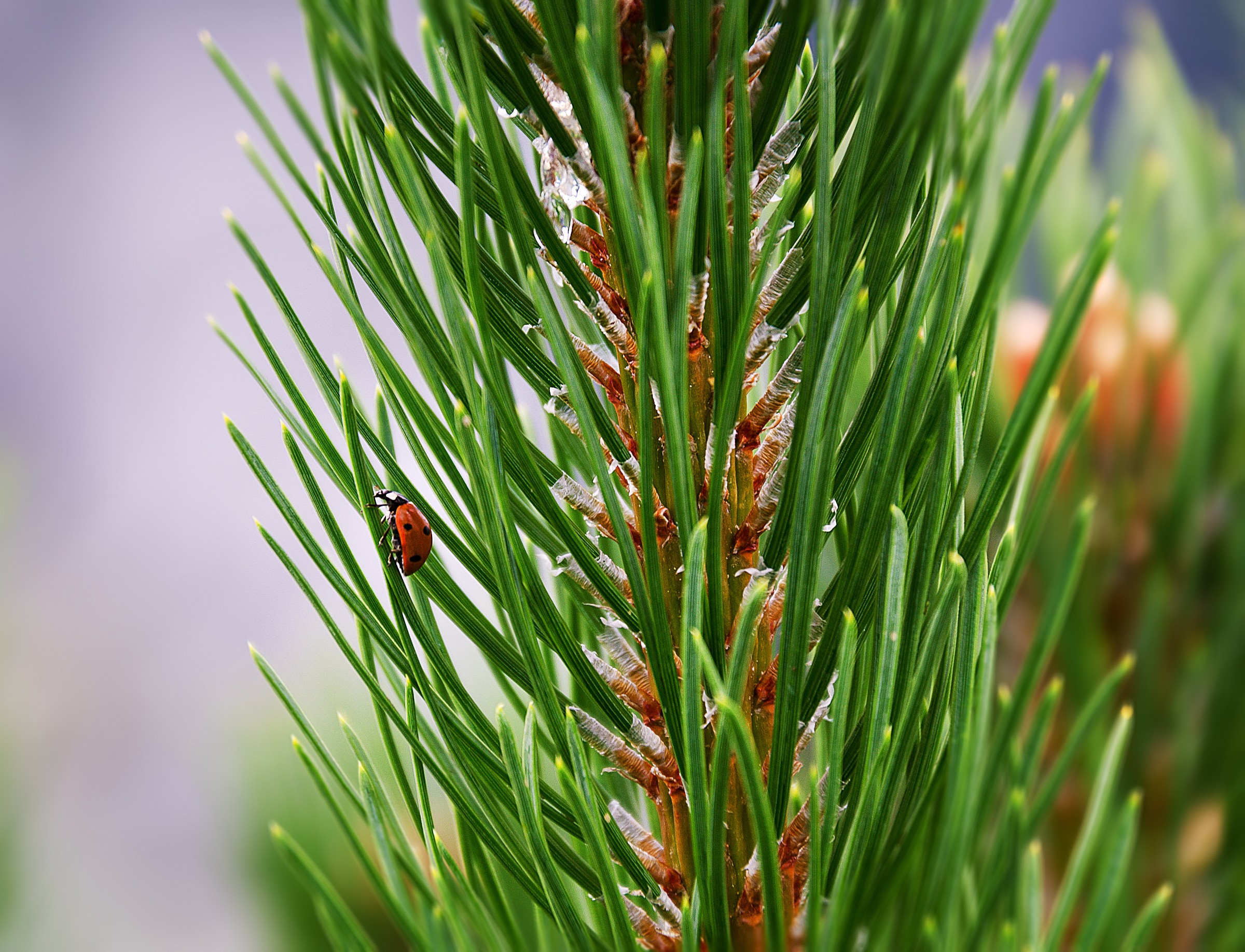 La scalata del gigante