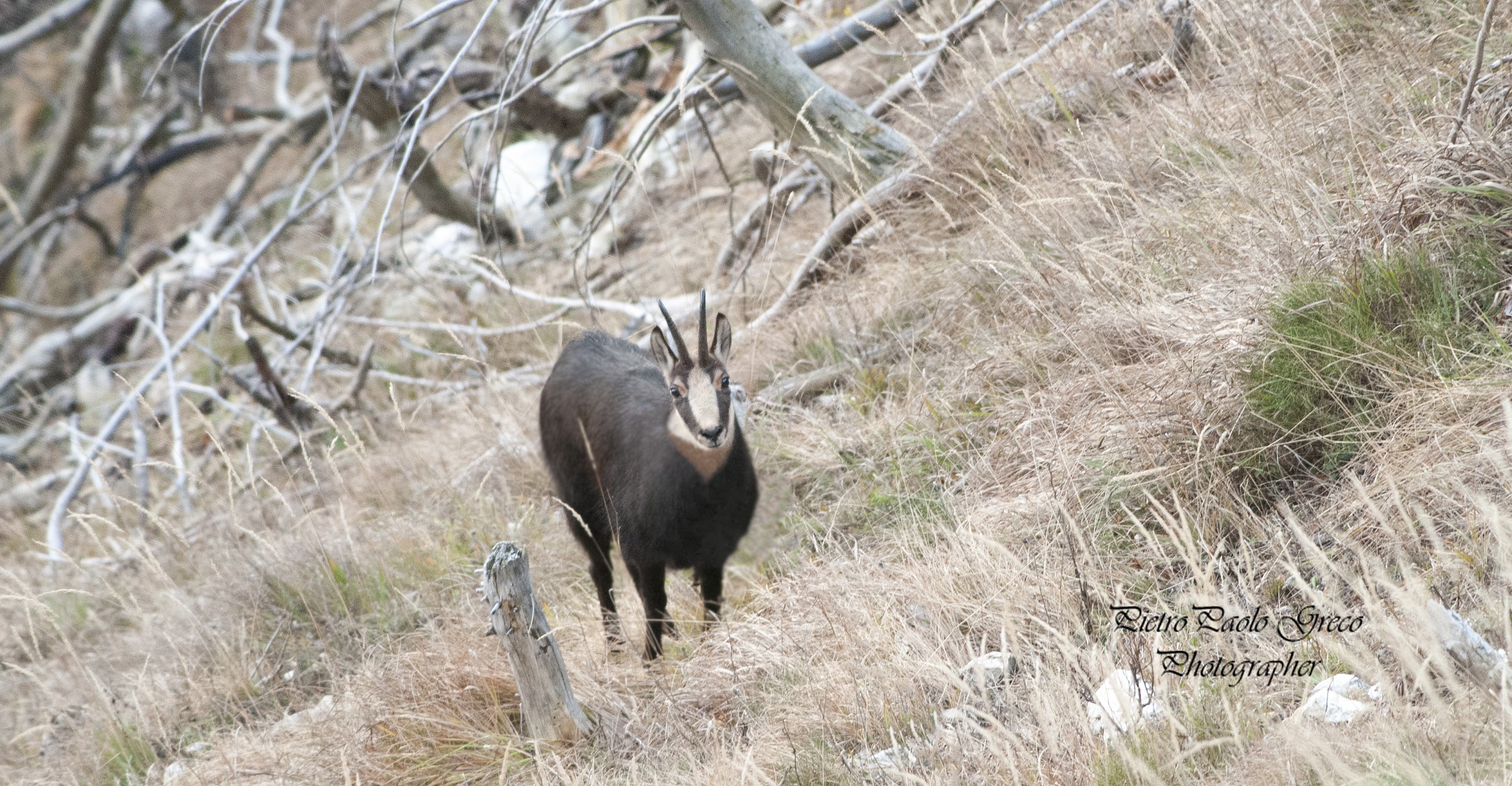 Chamois