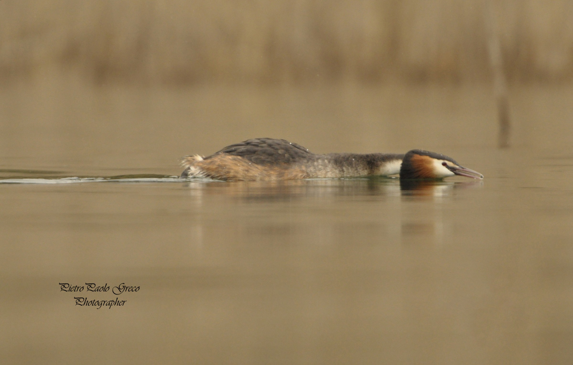 Grebe