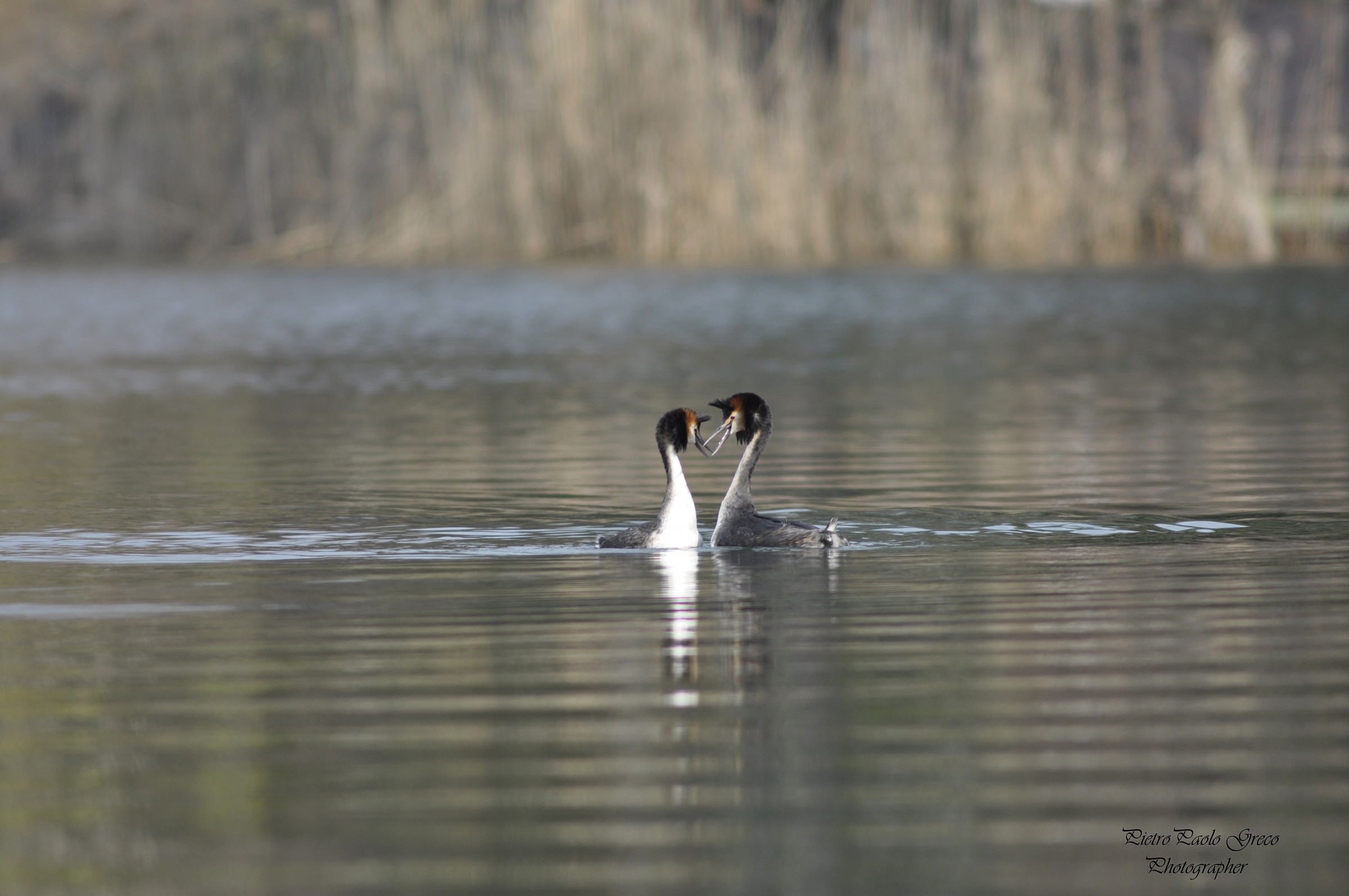 Grebe