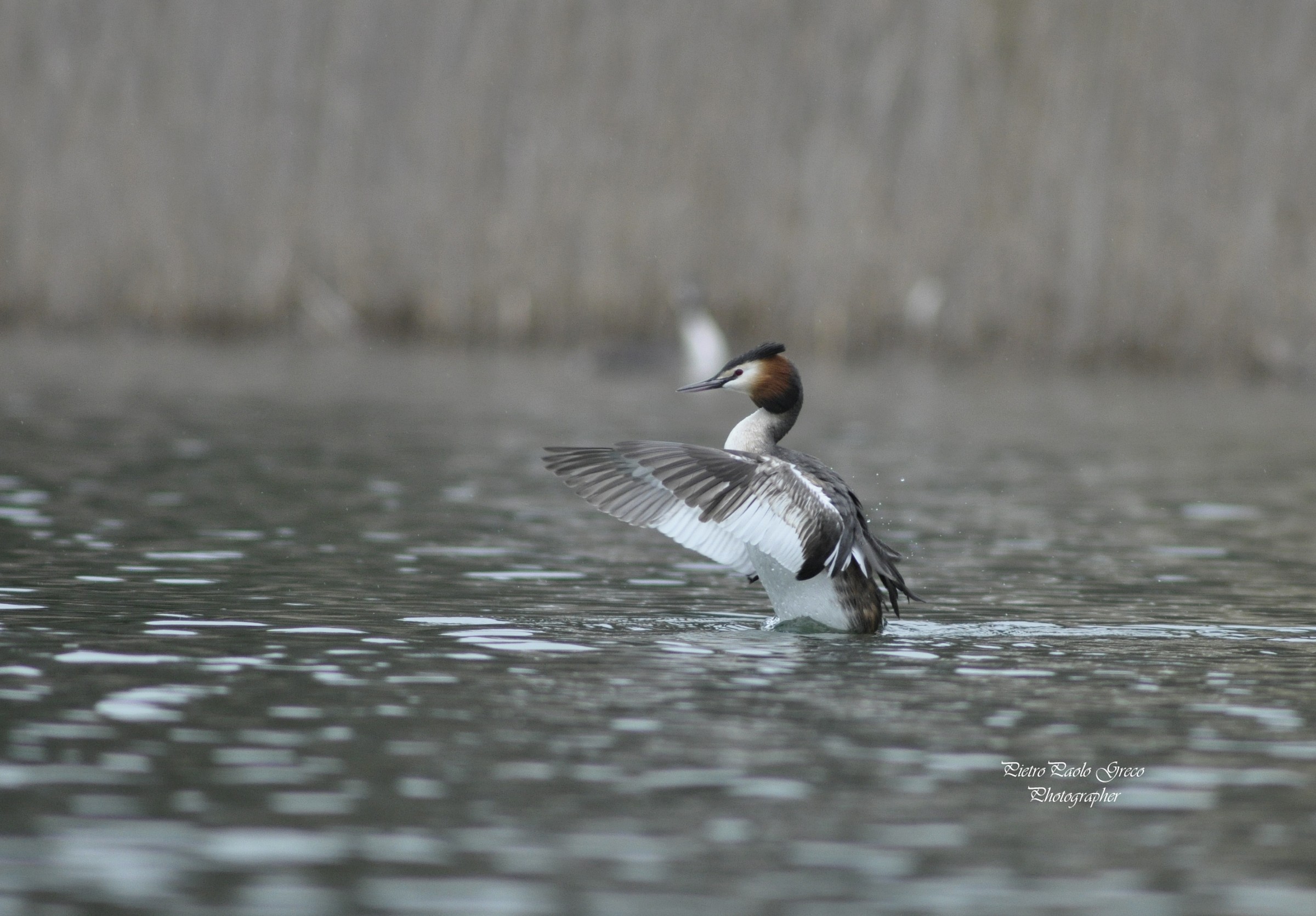Grebe