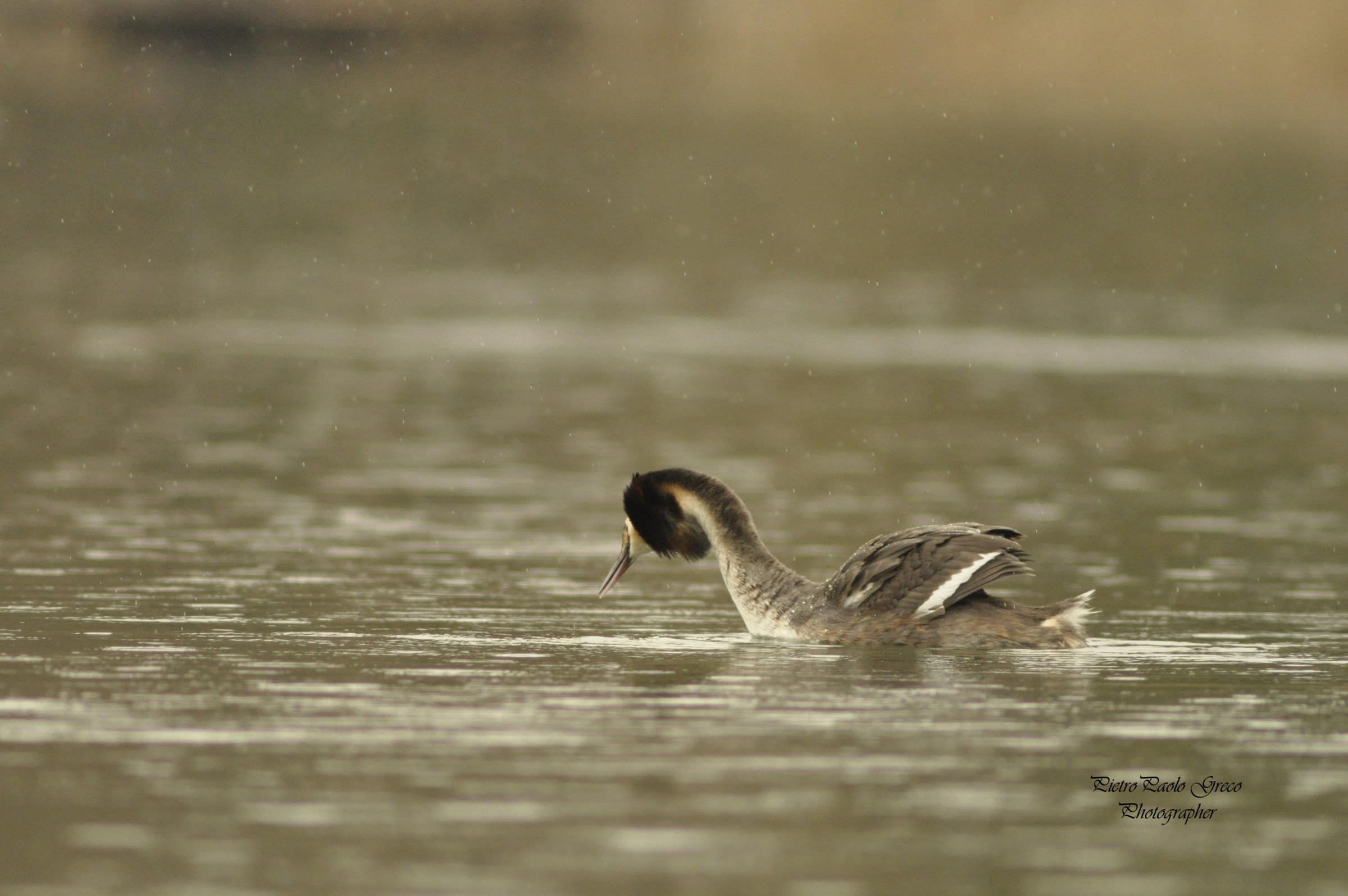 Grebe
