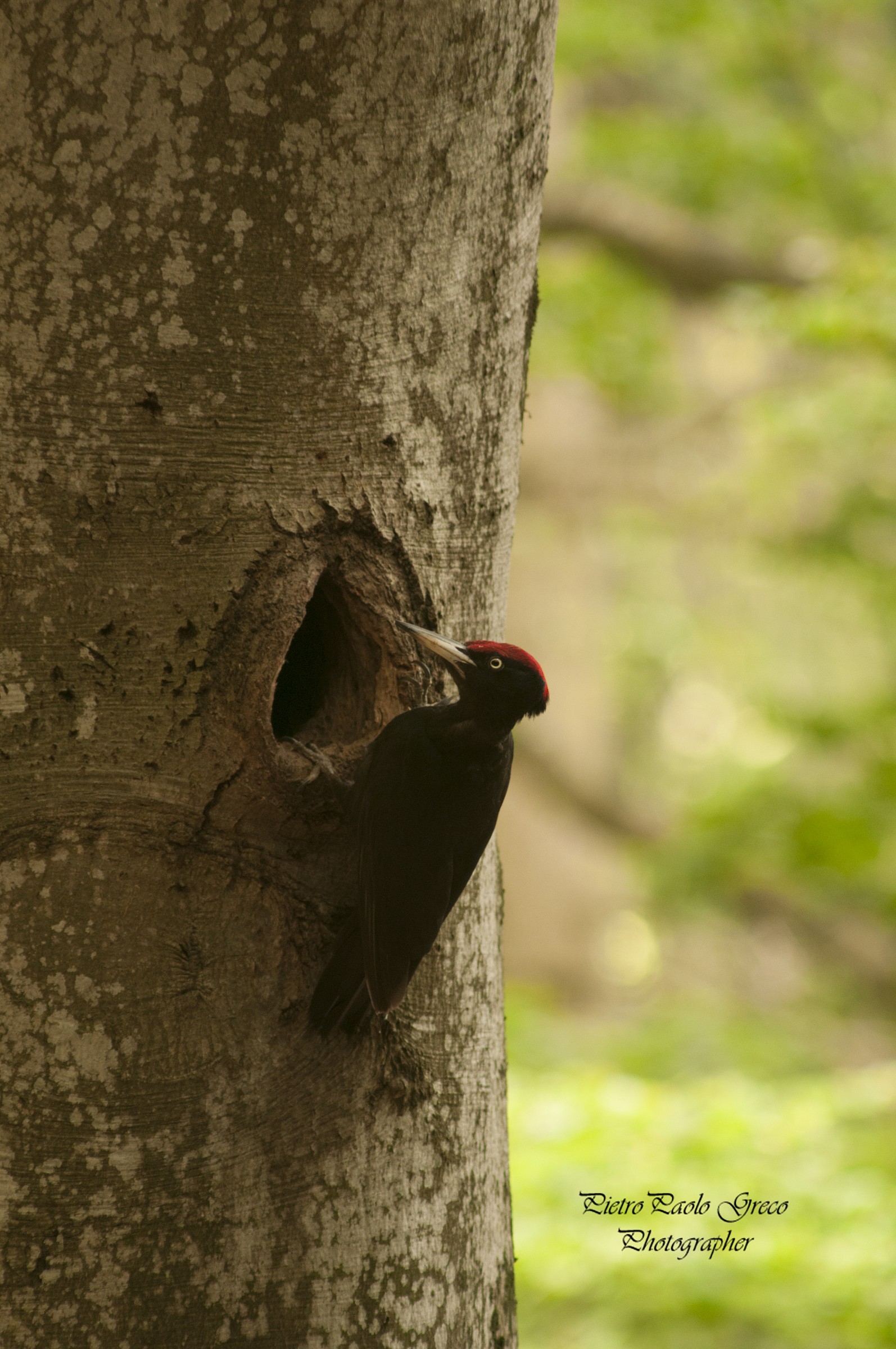 Black Woodpecker
