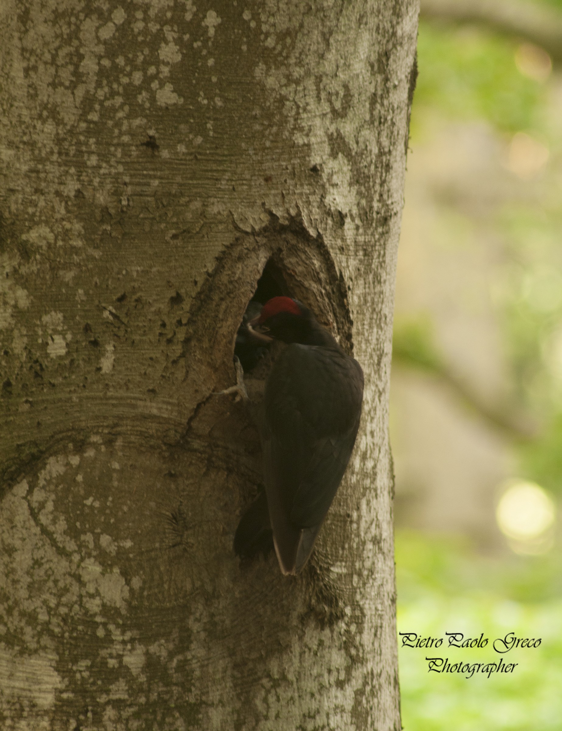 Black Woodpecker