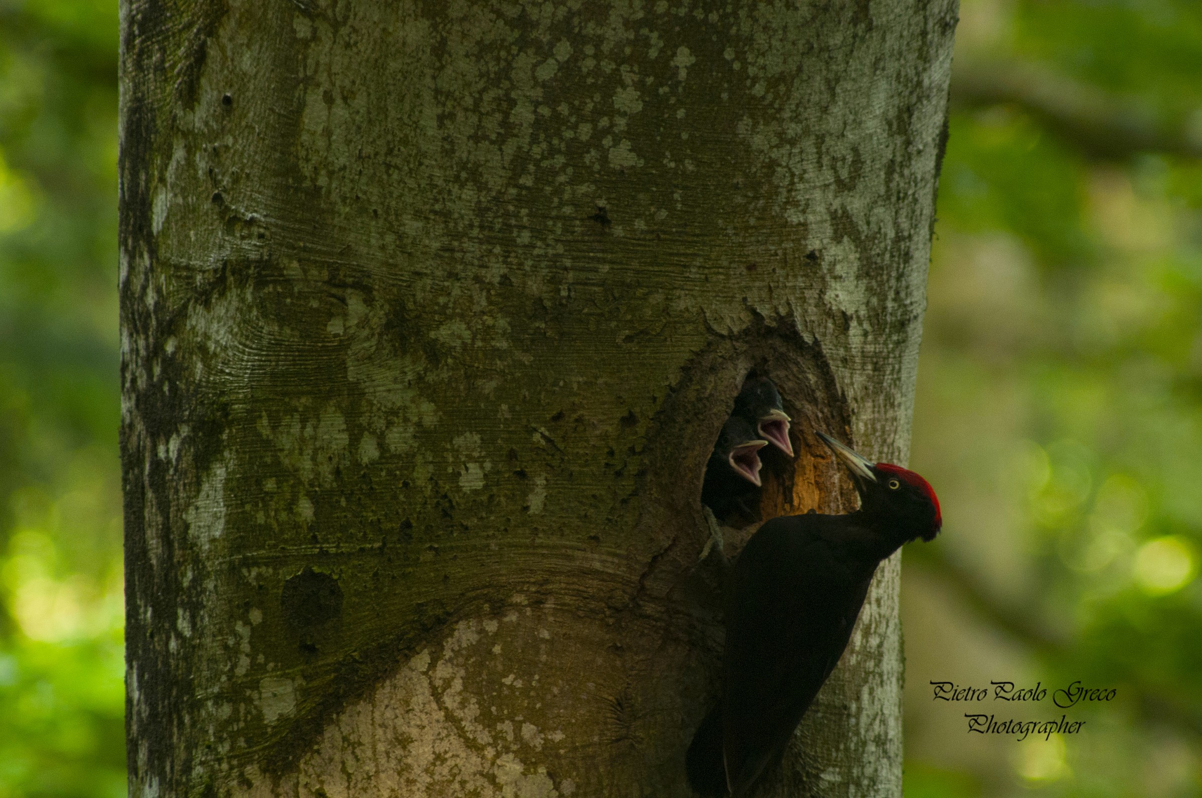 Black Woodpecker