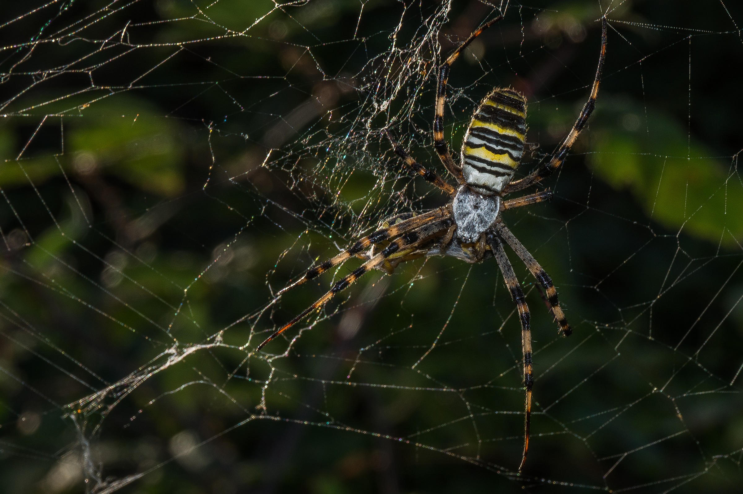 una vespa per preda...in tinta ^_^