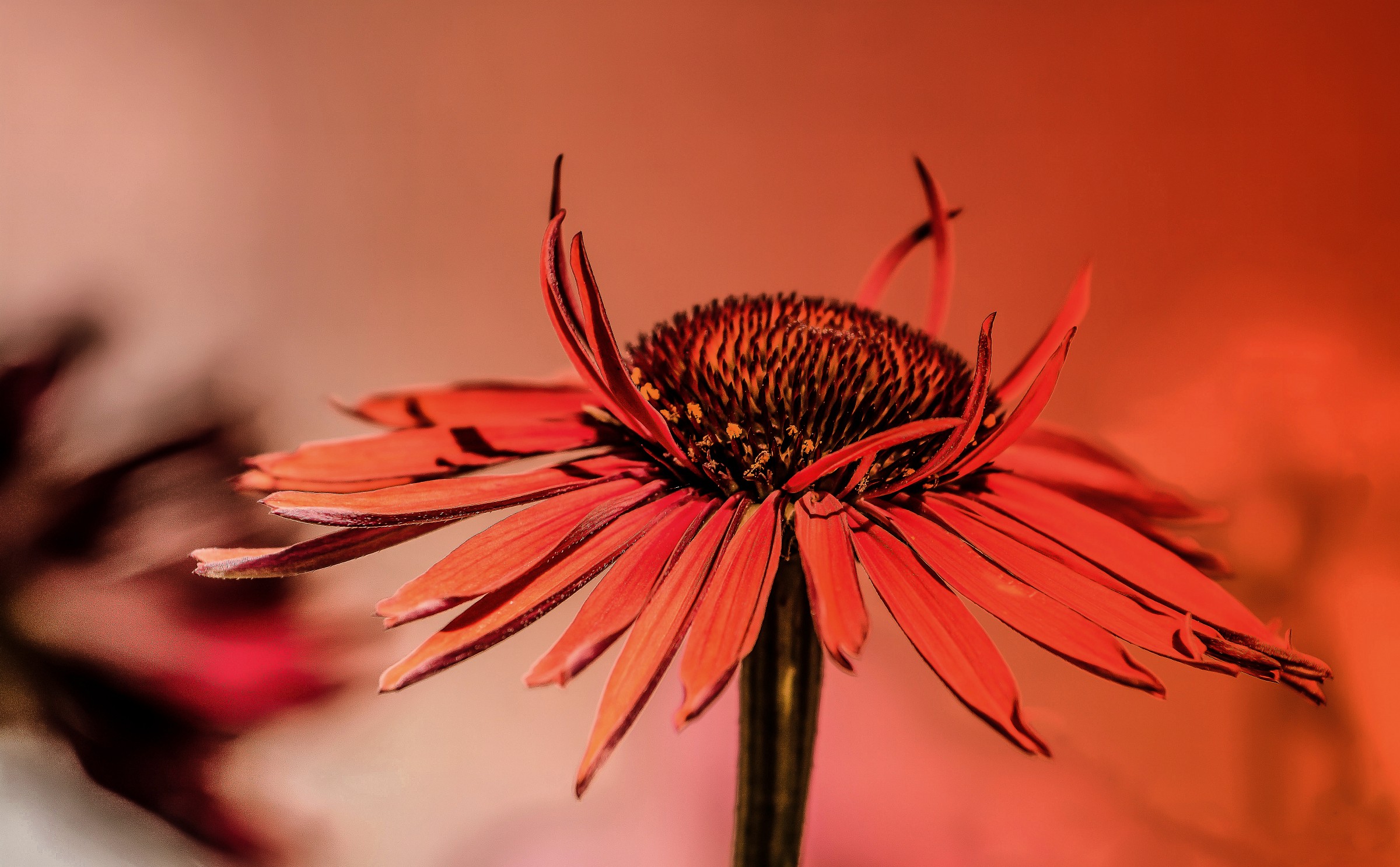 red passion .............