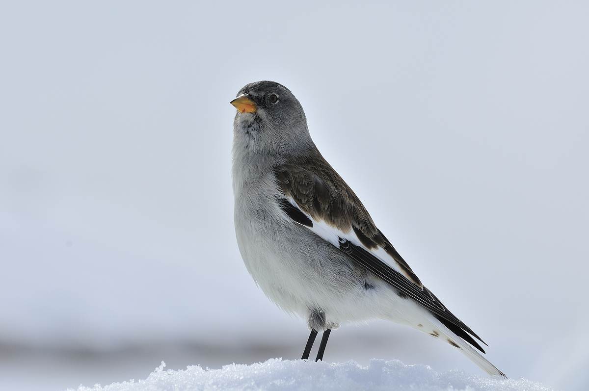 l'alterigia del fringuello alpino