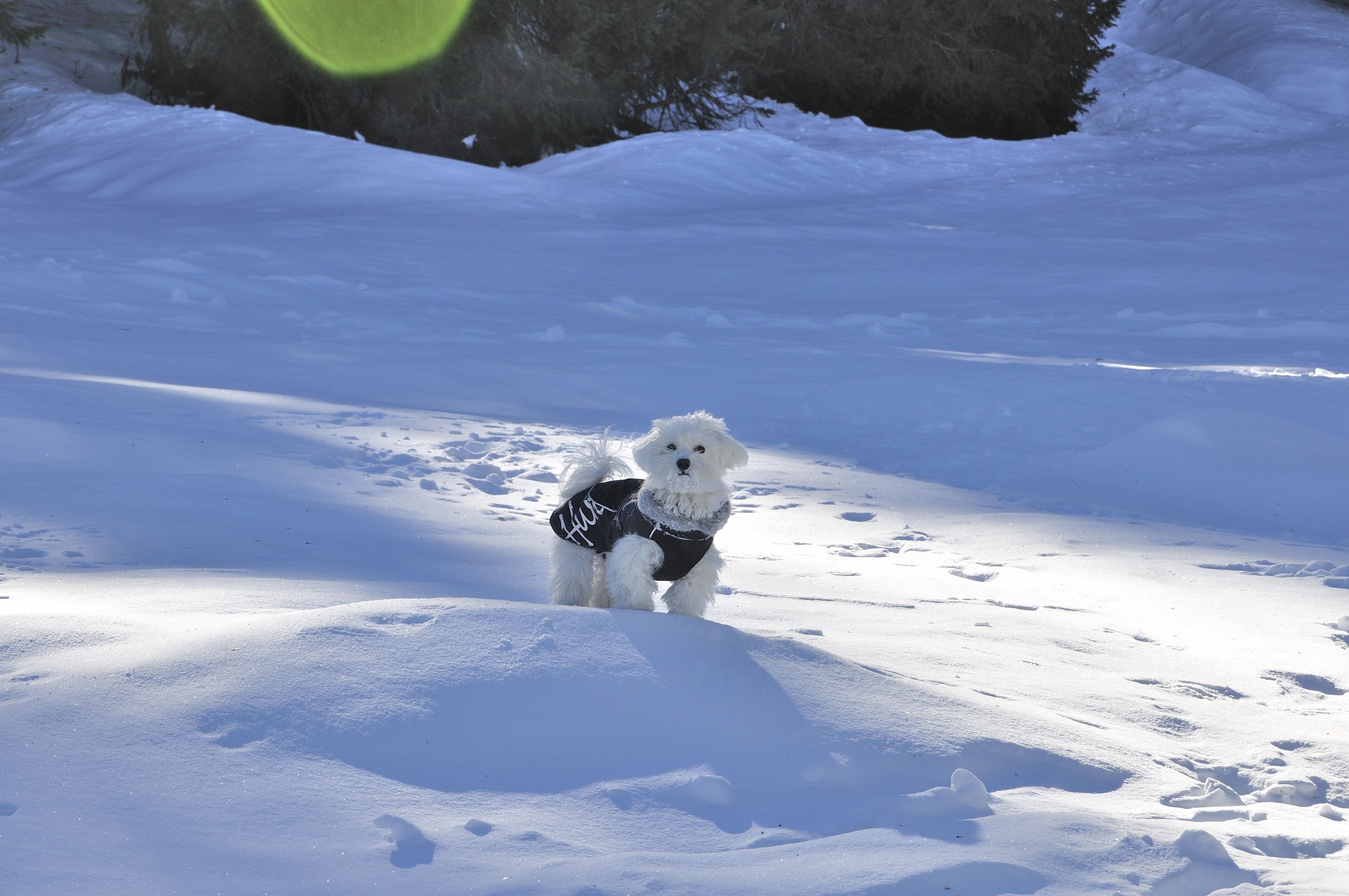 My dog ??sees snow for the first time 1