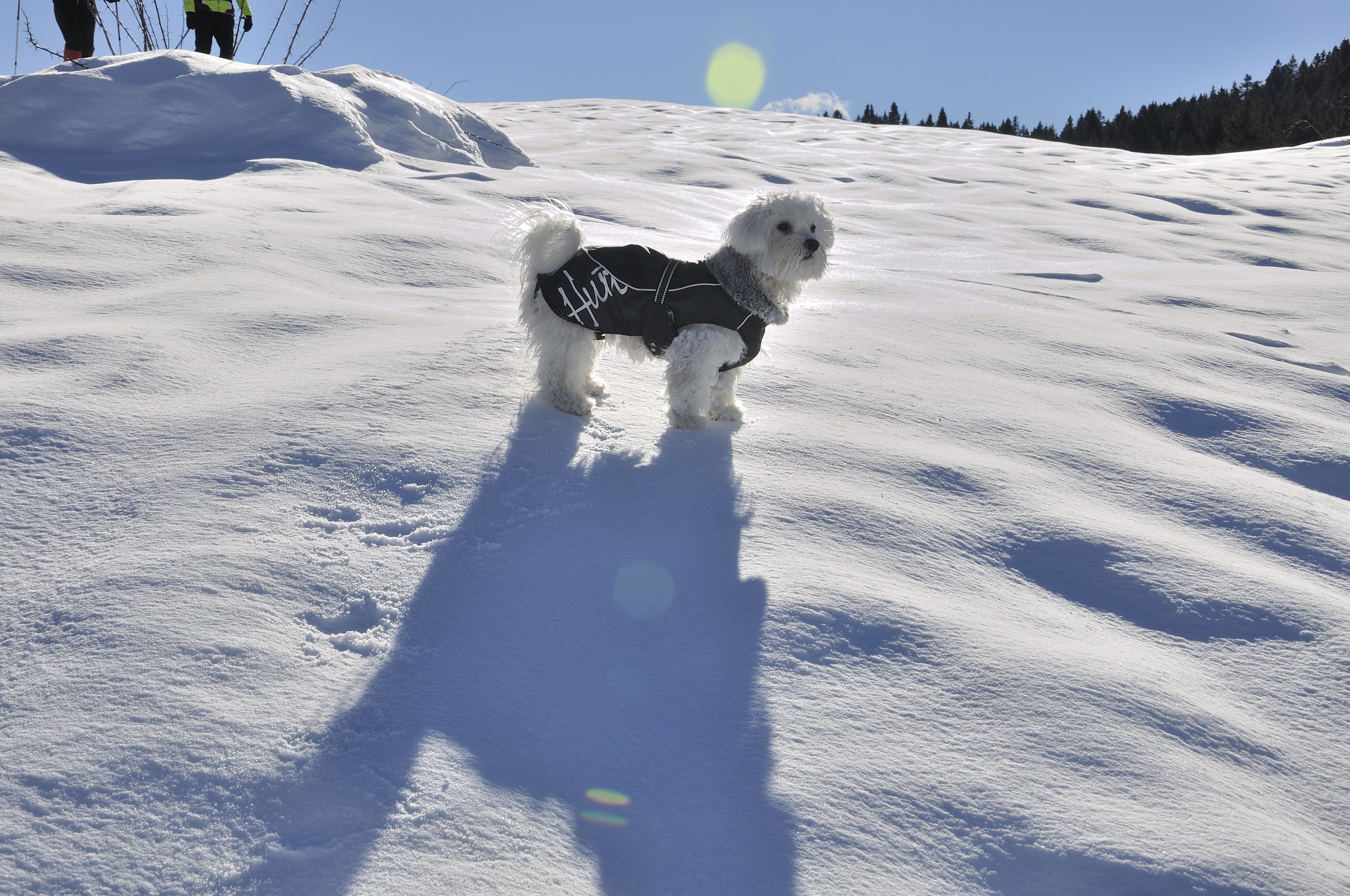 My dog ??sees snow for the first time 2
