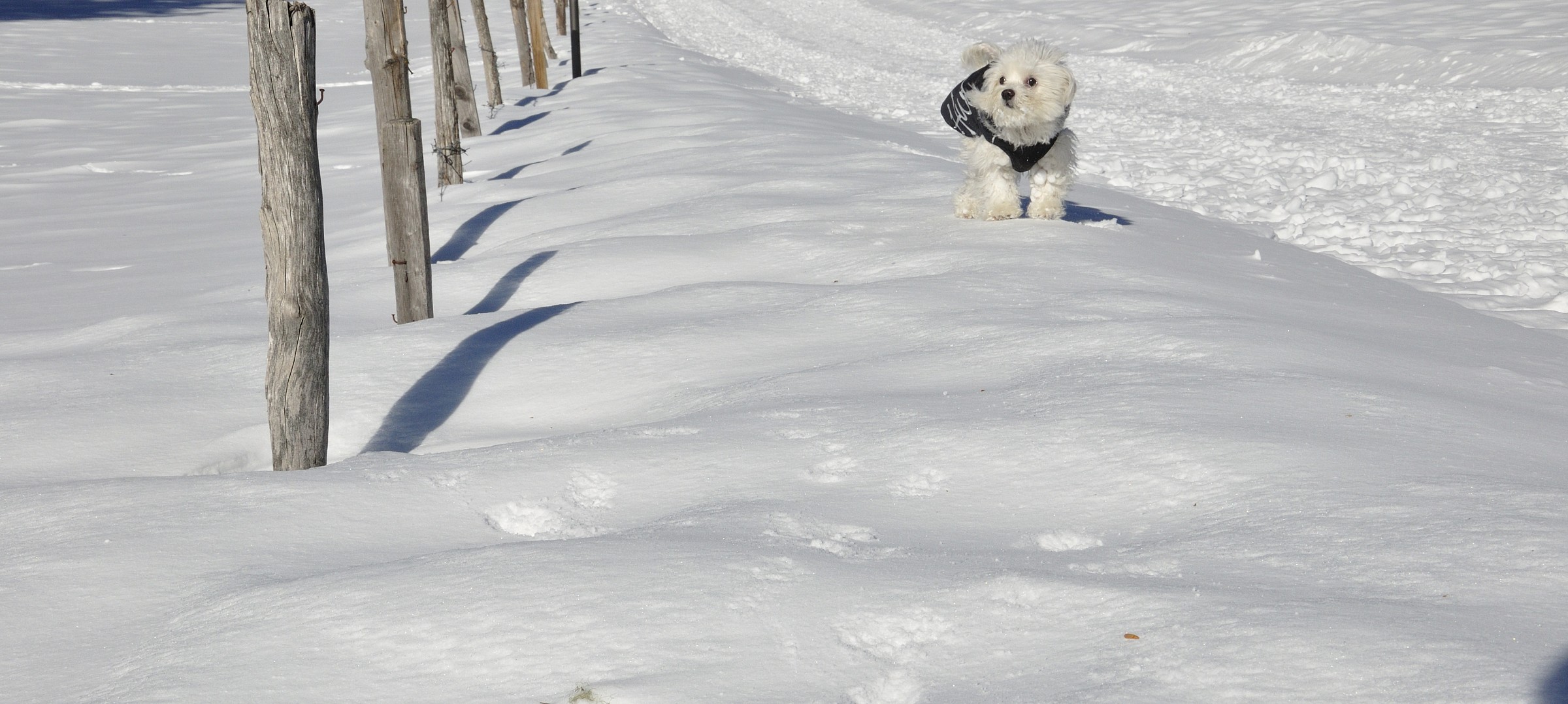 My dog ??sees snow for the first time 3