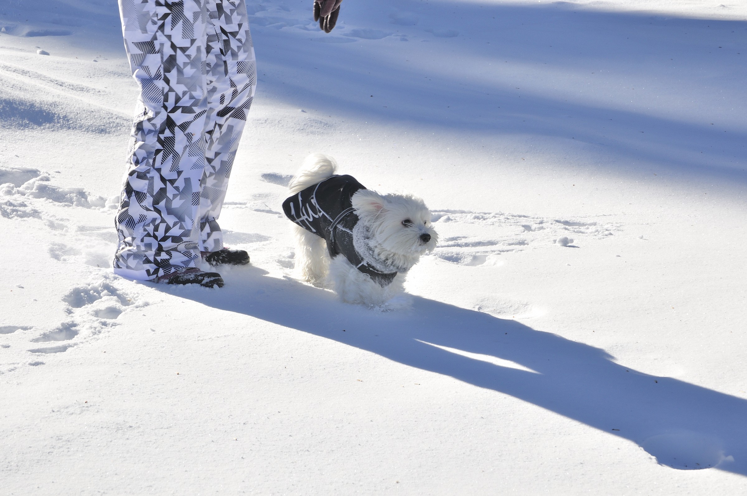 My dog ??sees snow for the first time 4