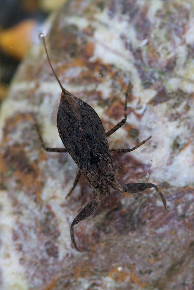 water scorpion