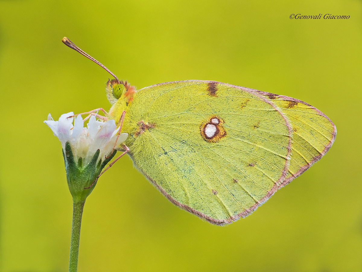 colias friend