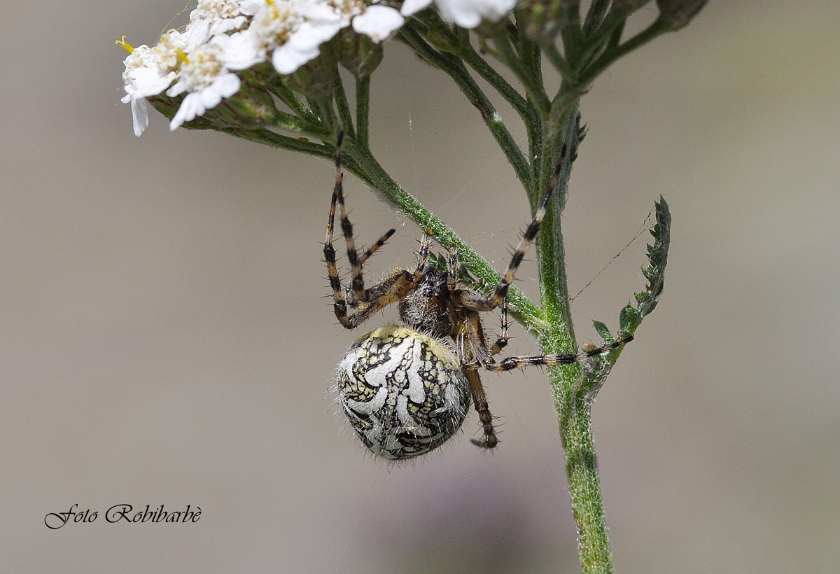 Tessendo sull'achillea...