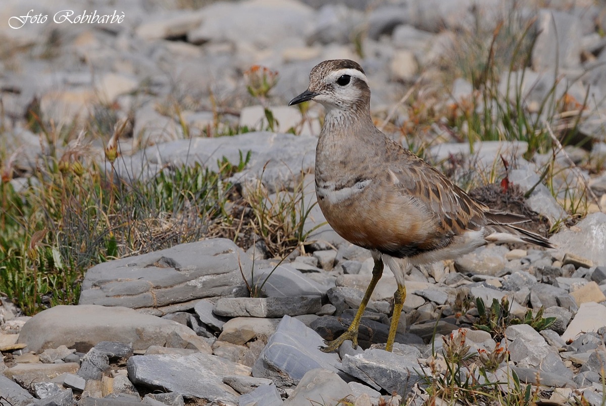 Piviere tortolino....