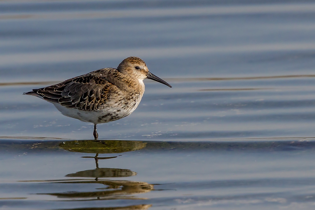Piovarello black belly