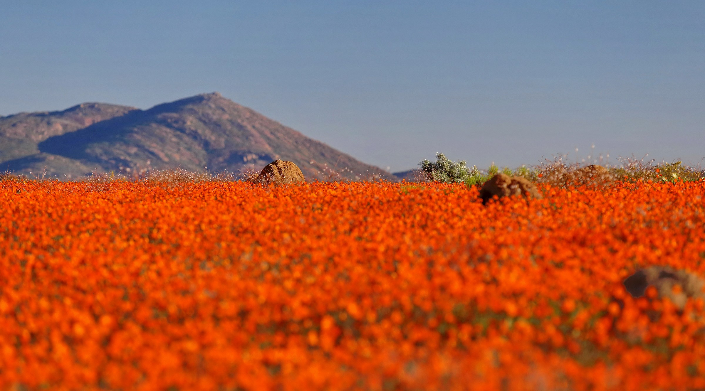 Namaqua