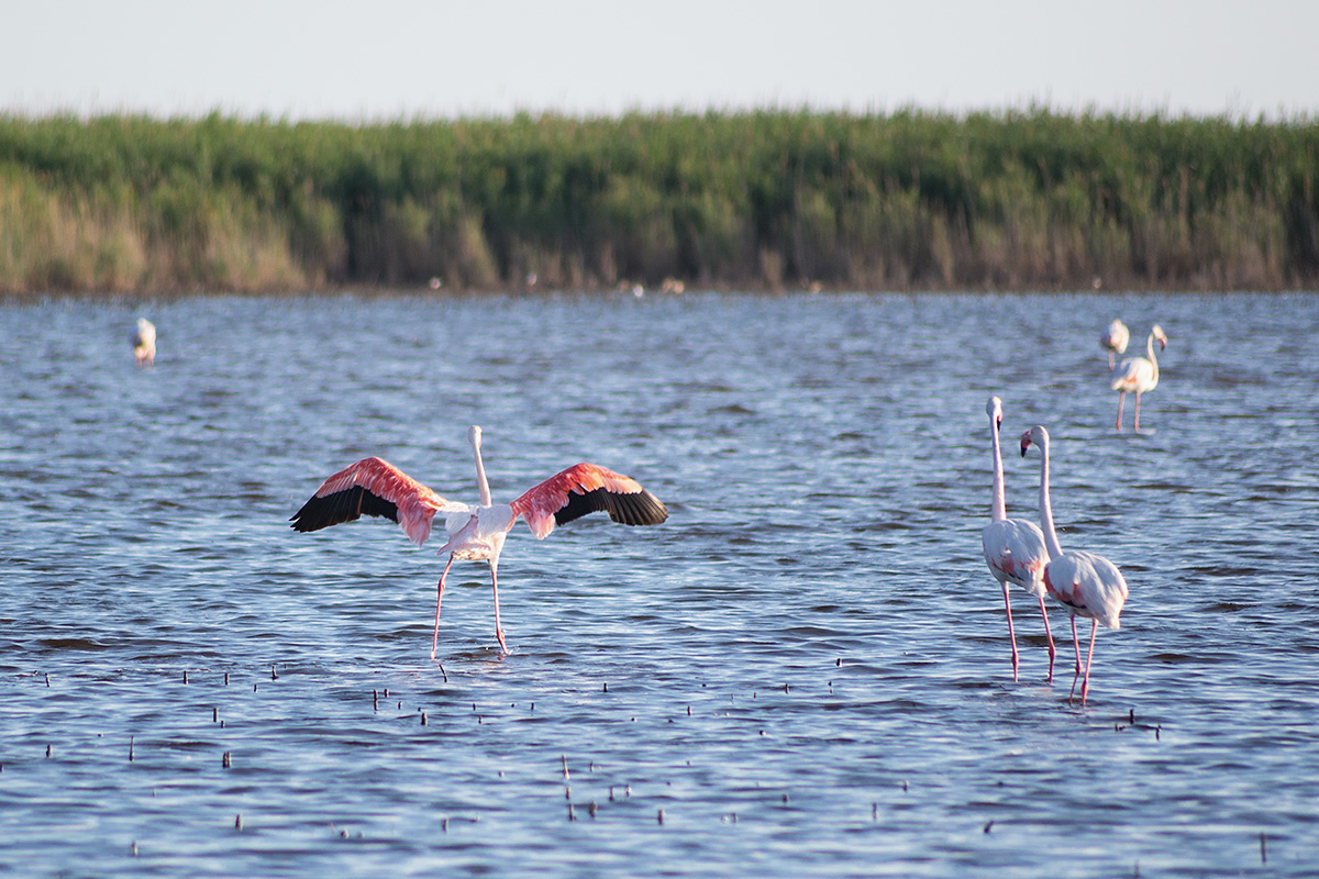 Phoenicopterus roseus 1