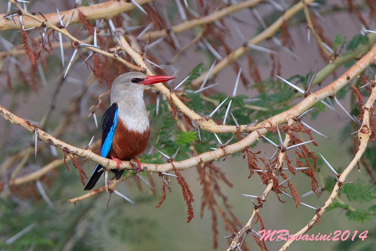 Grey-headed Kingfisher, Adult