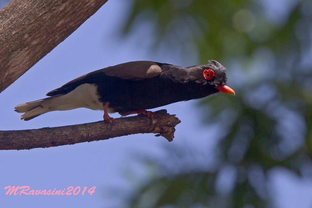 Retz Helmetshrike, Adult