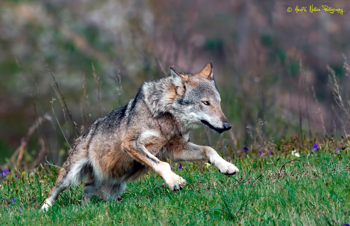 Lupo Appenninico (Canis lupus italicus)