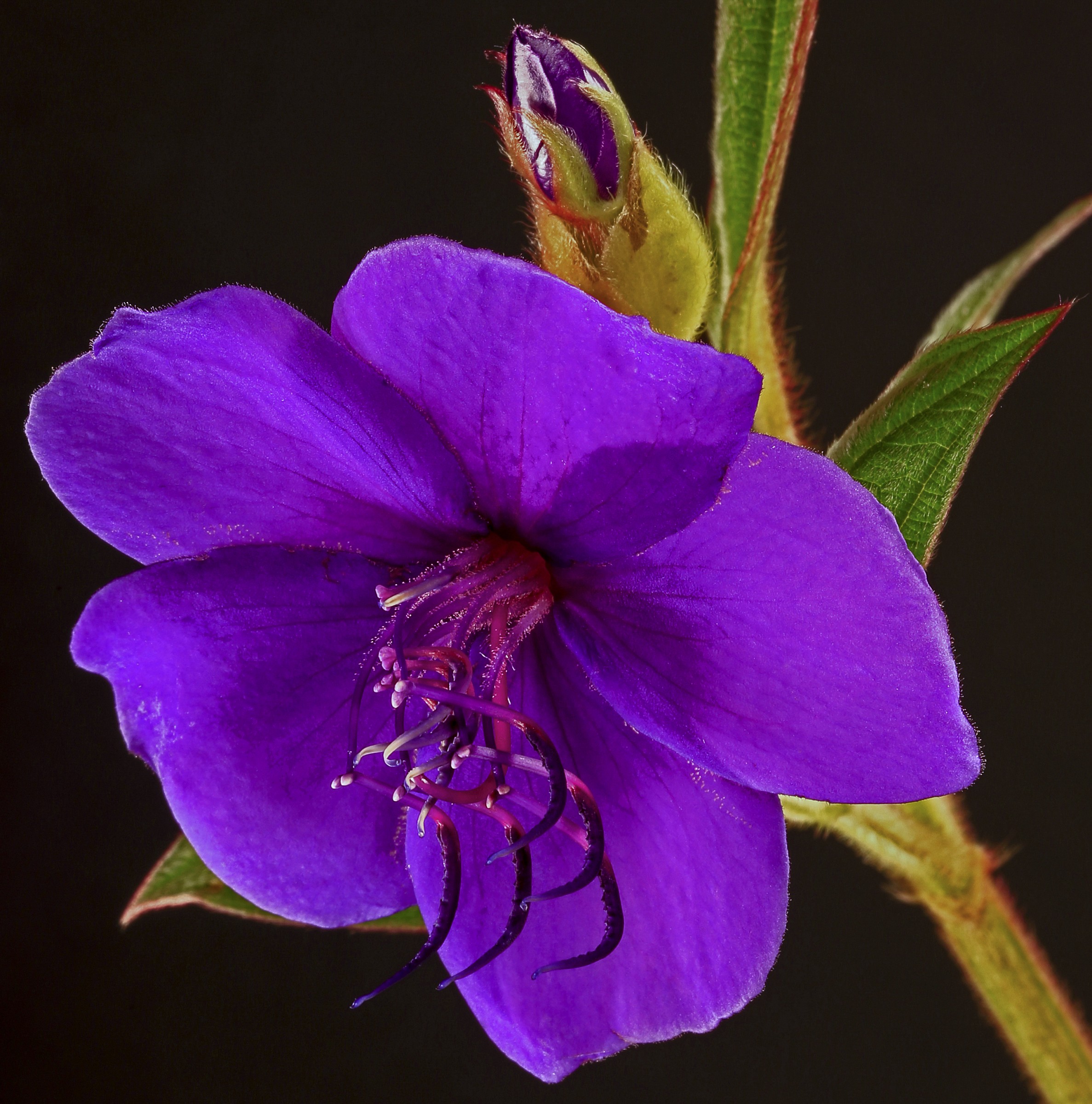 Tibouchina urvilleana