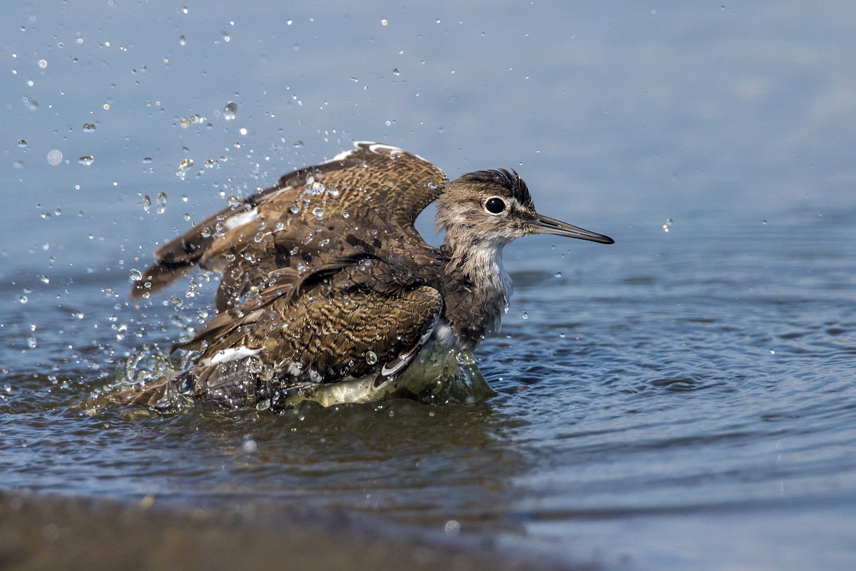 Common Sandpiper