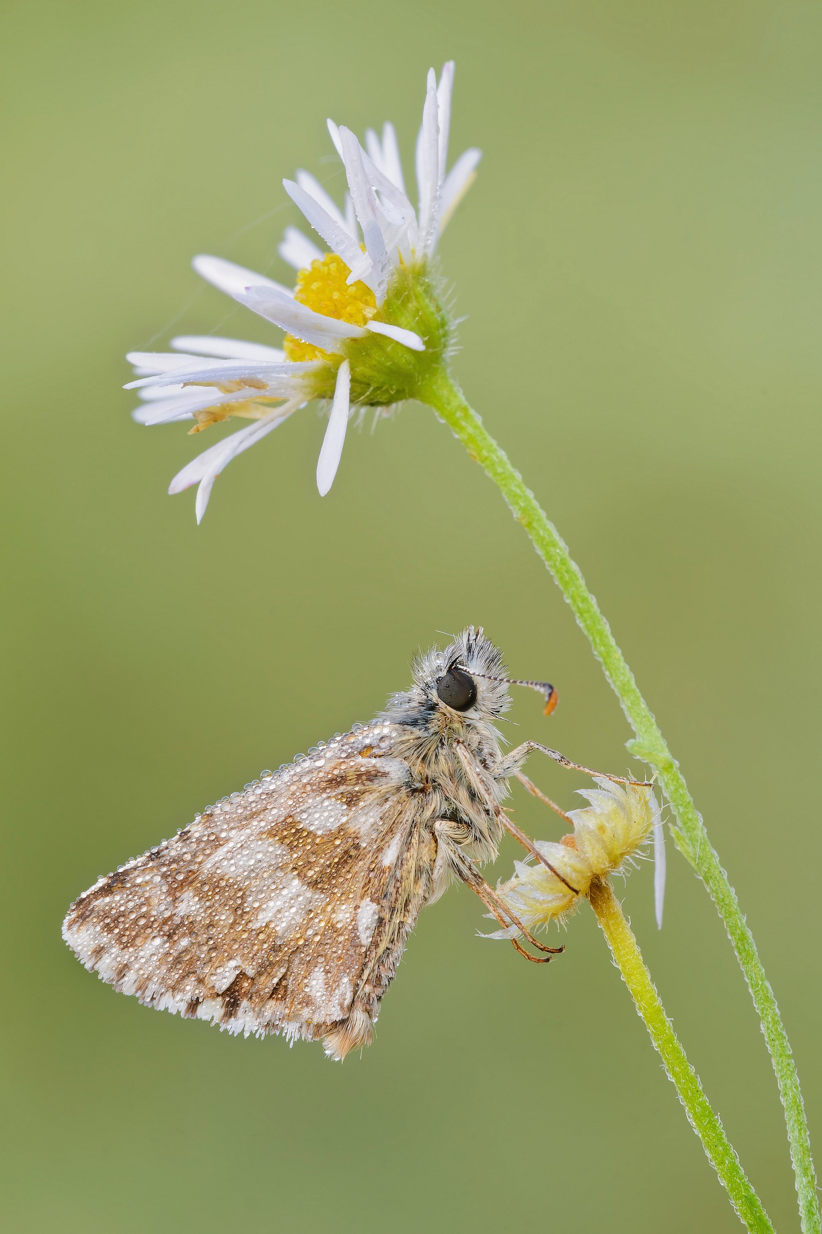 Pyrgus armoricanus (Oberthr 1910)