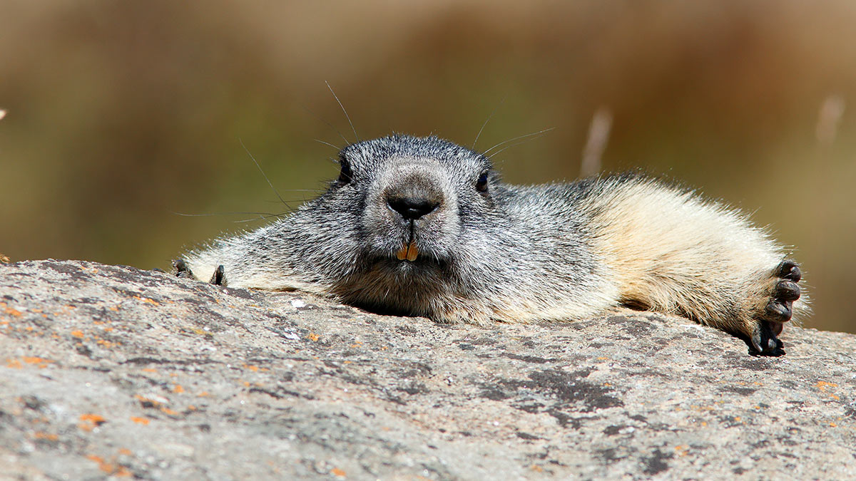 Marmot in the sun