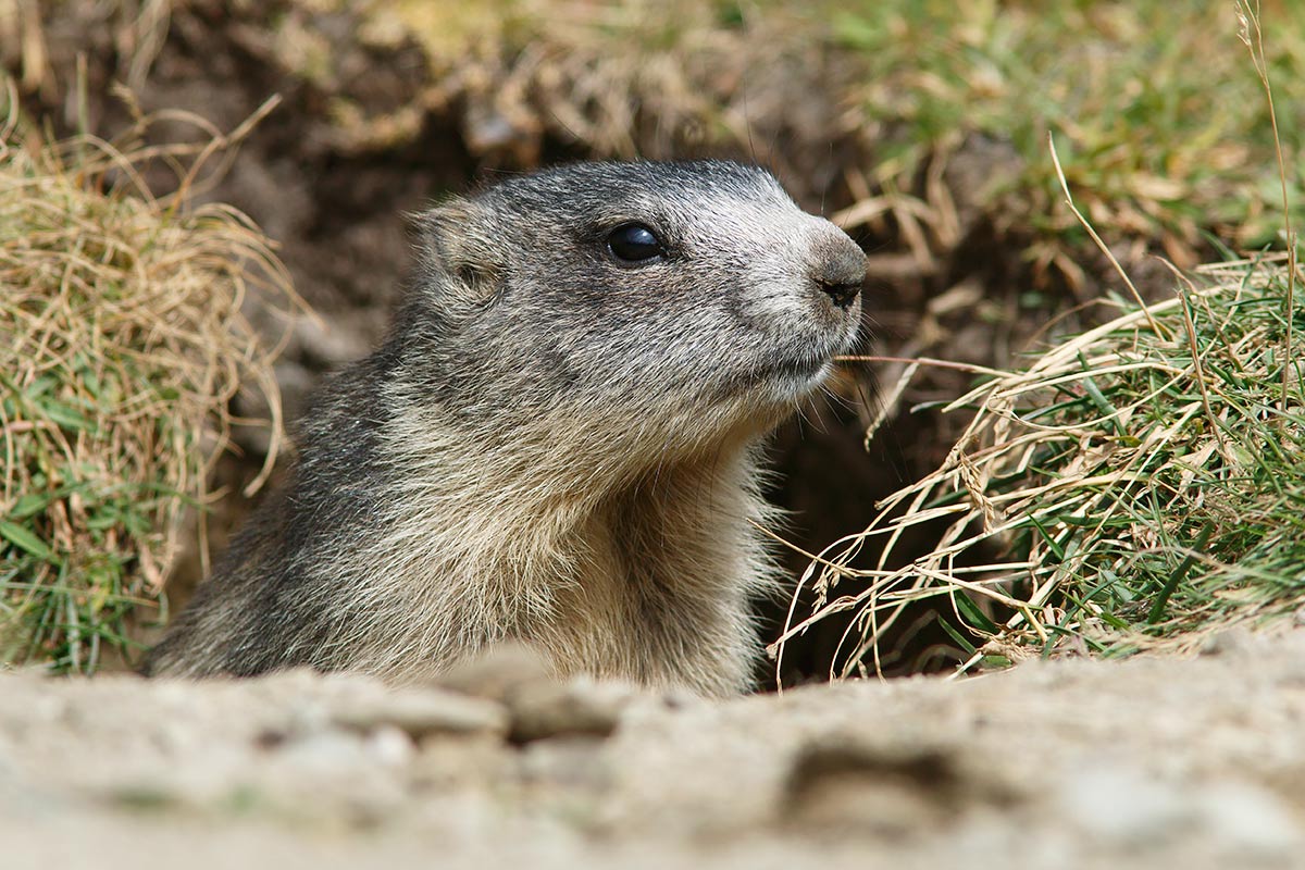 Marmot