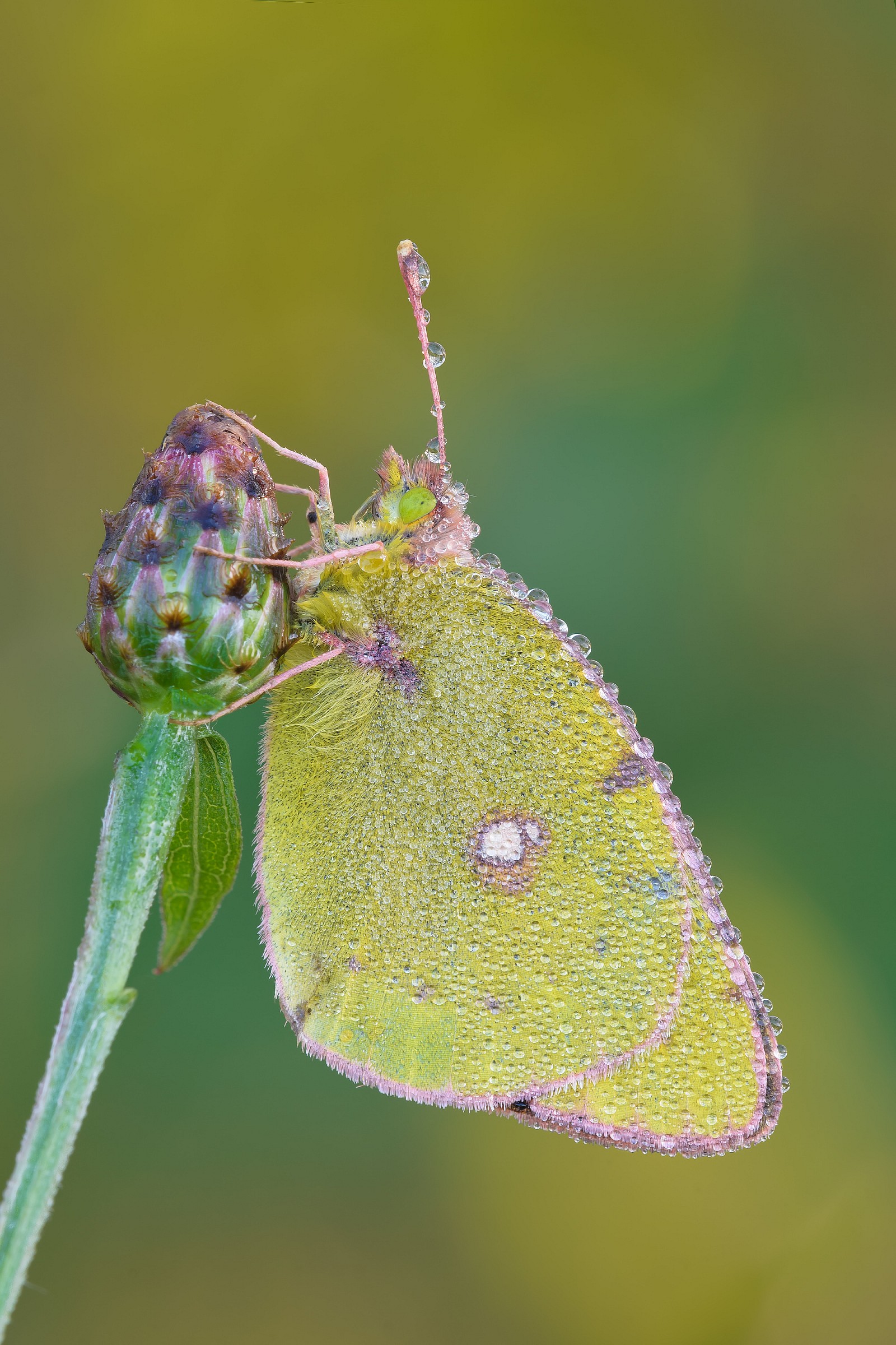 Colias crocea