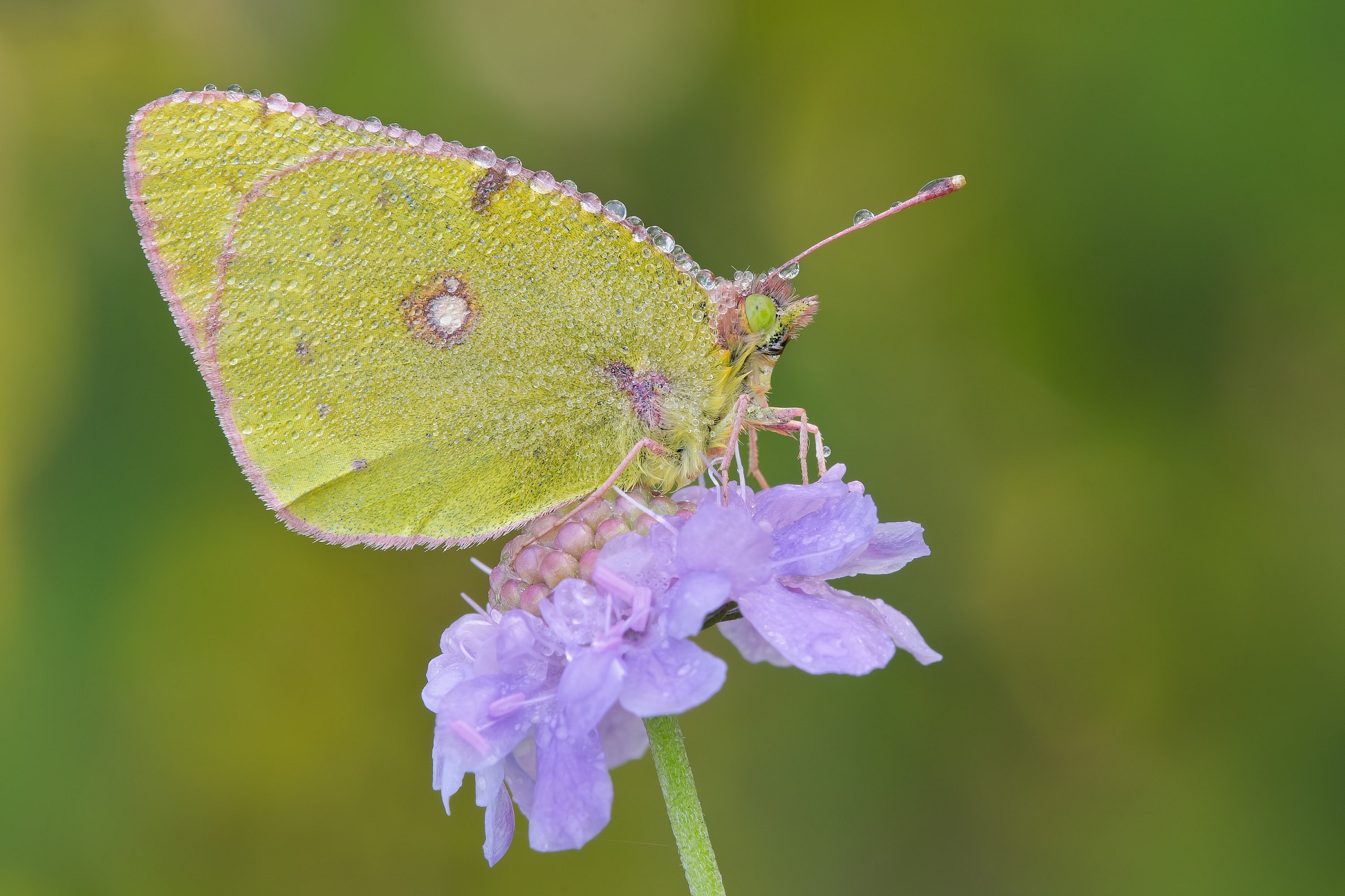 Colias crocea