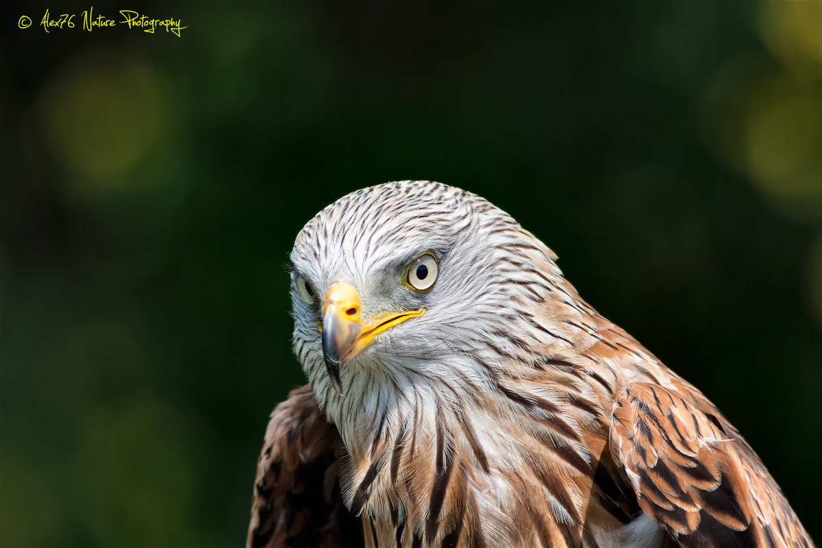 Nibbio Reale (Milvus milvus)