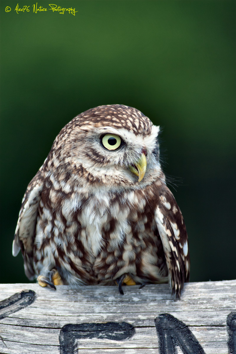 Common owl (Athene noctua)