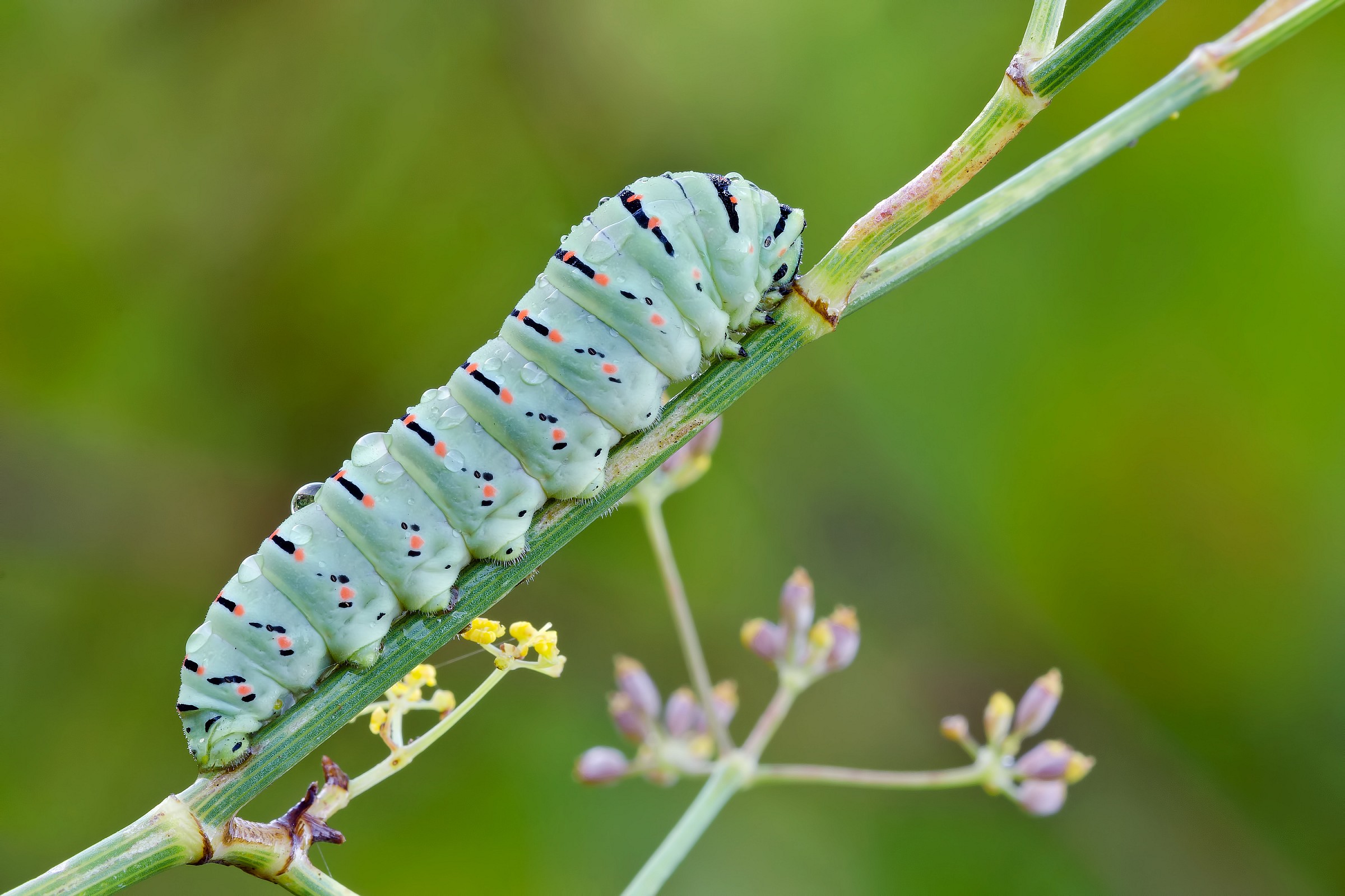Papilio machaon