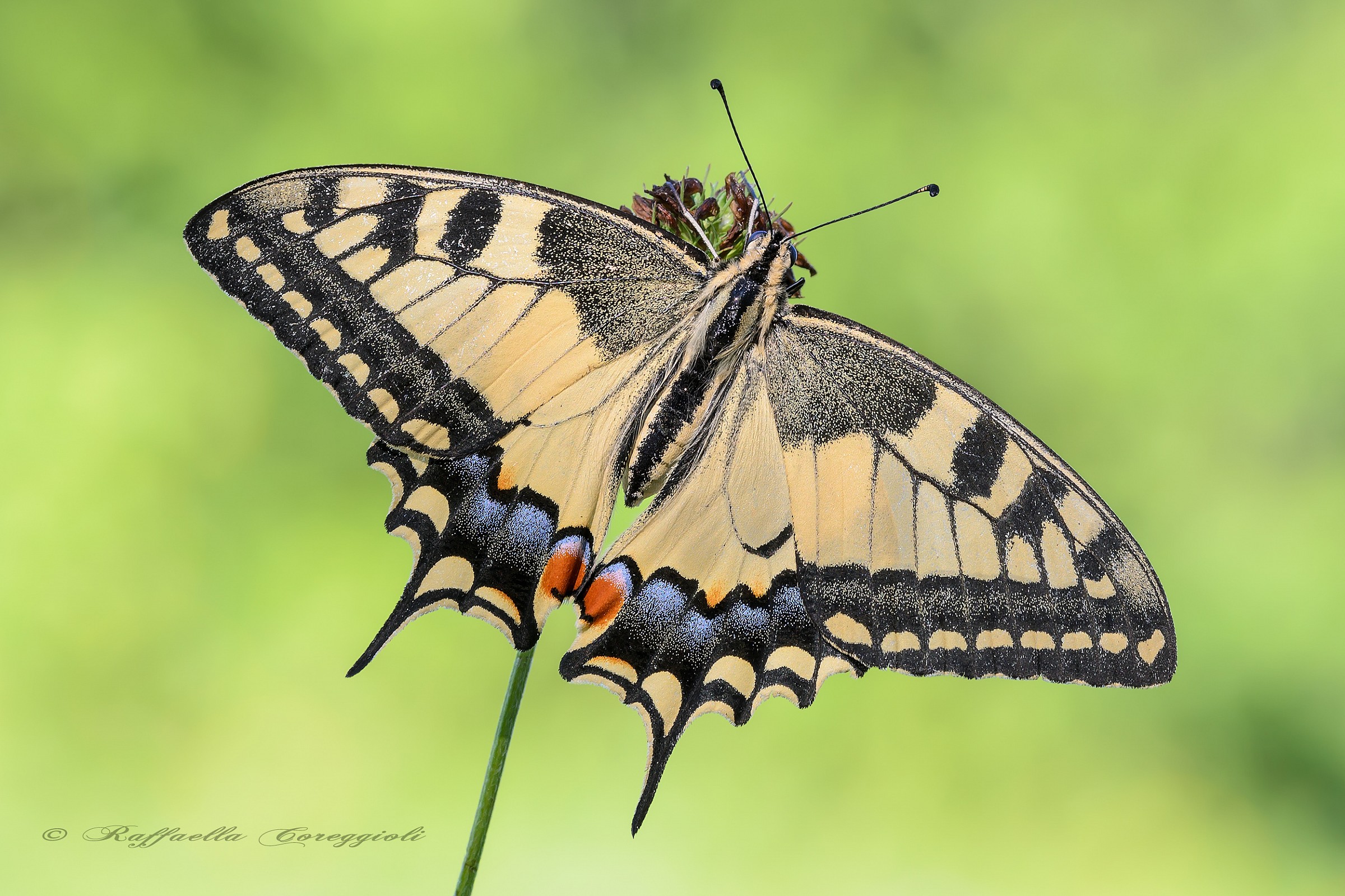 Papilio machaon