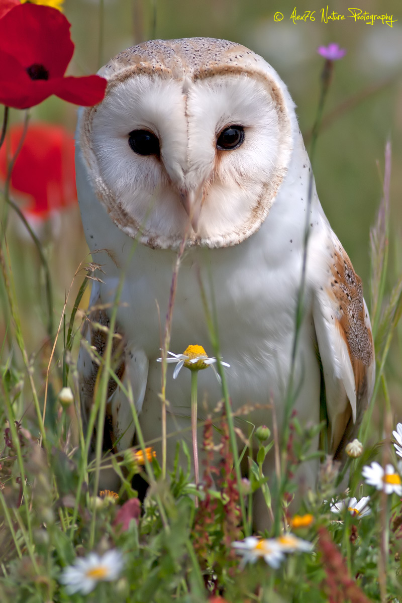 Barbagianni (Tyto alba)