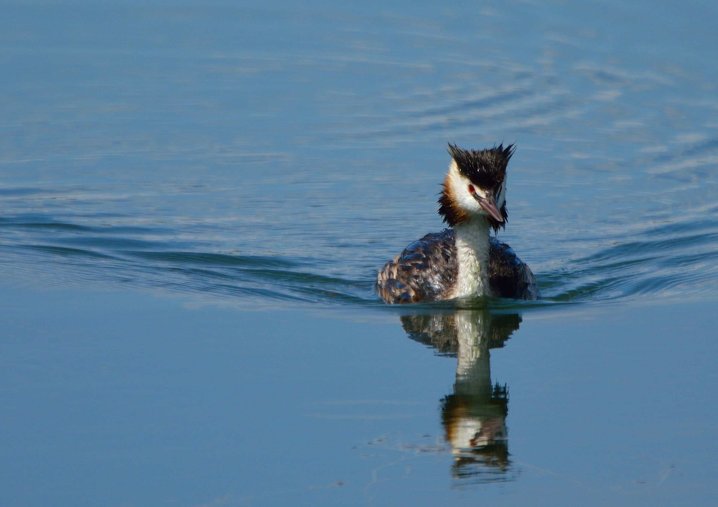 Great Crested Grebe male