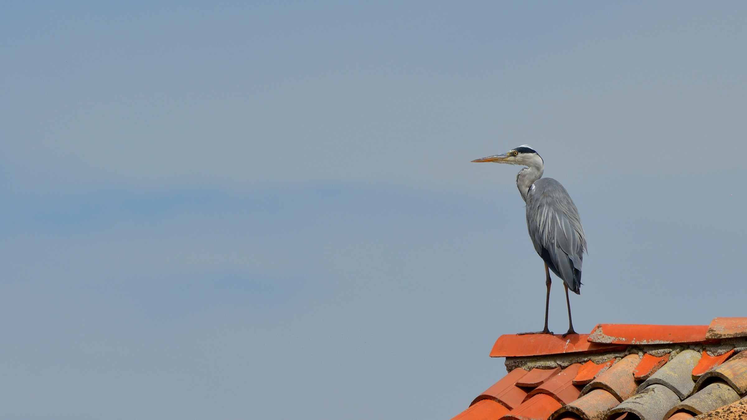 Heron in an unusual location