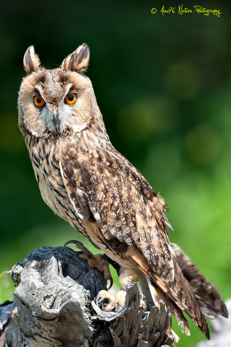 Long-eared Owl (Asio otus)