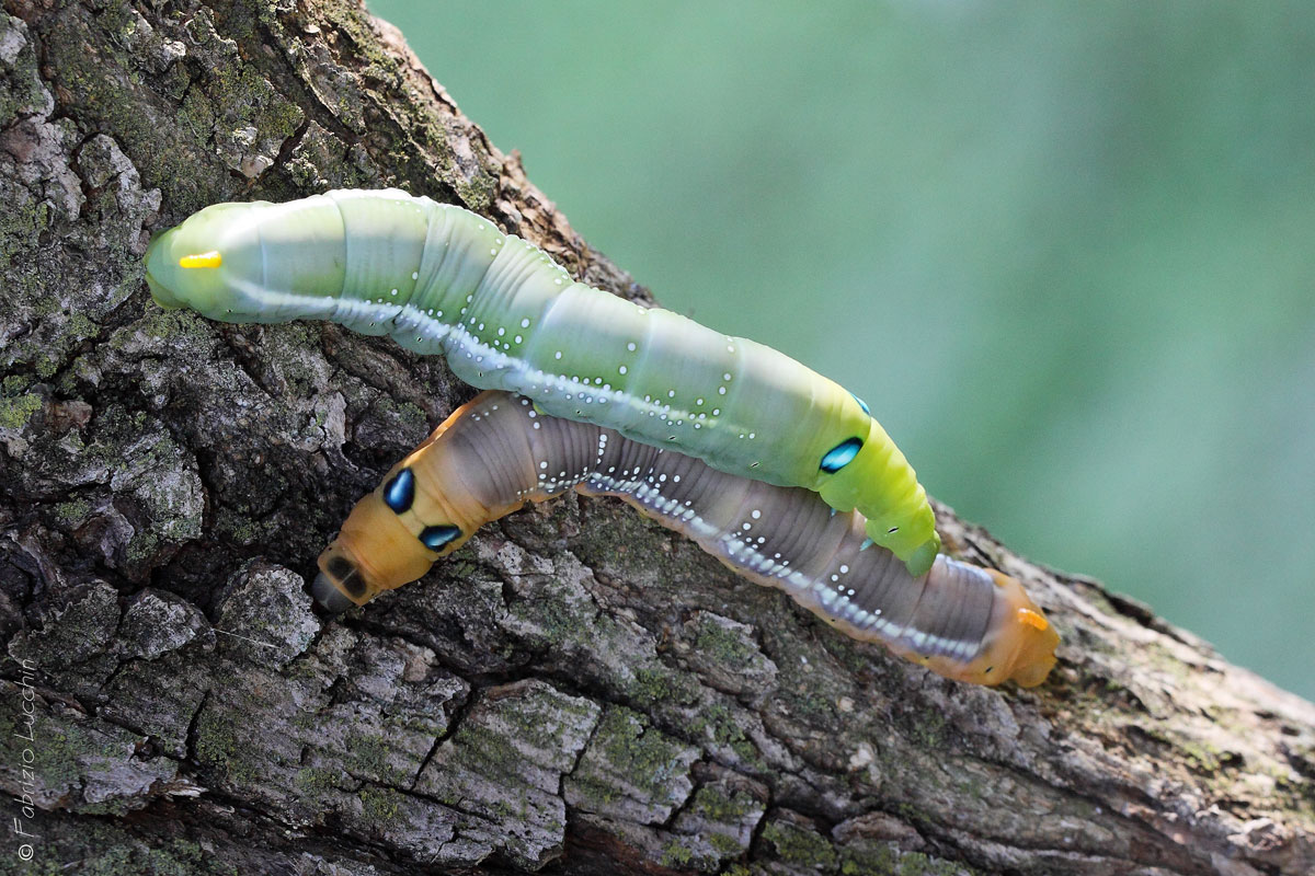 Sphinx caterpillars oleander