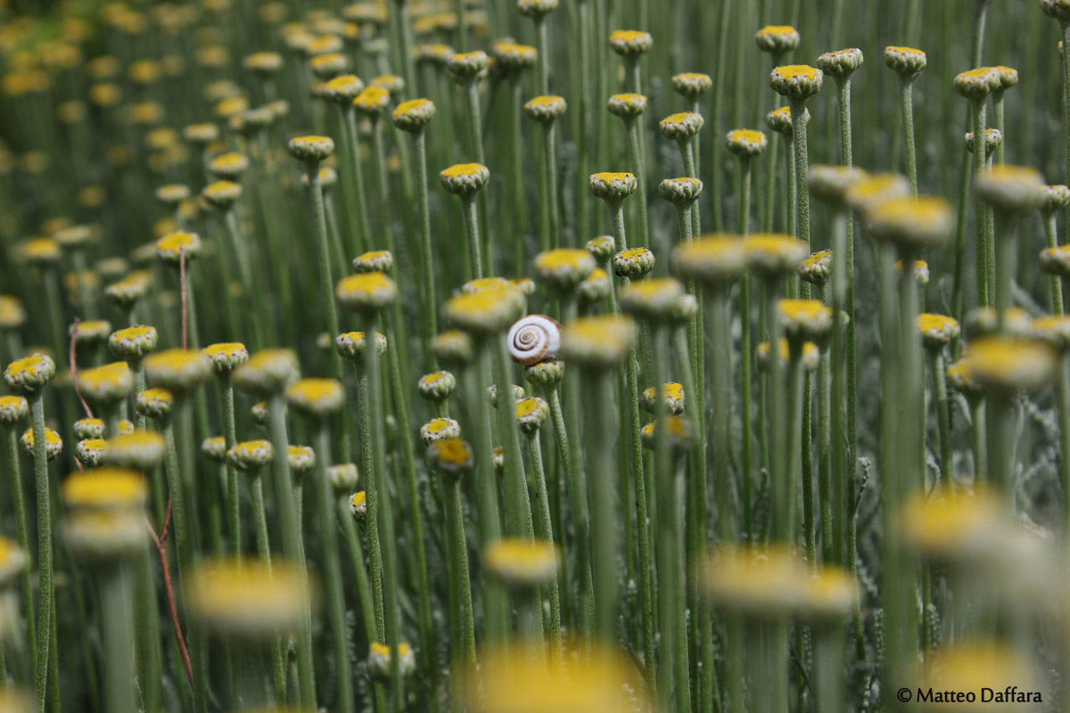 Individuata tra la folla