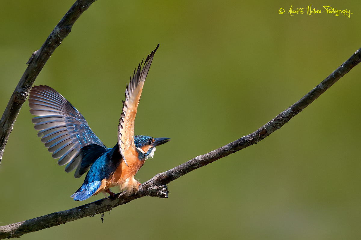 Kingfisher (Alcedo atthis)